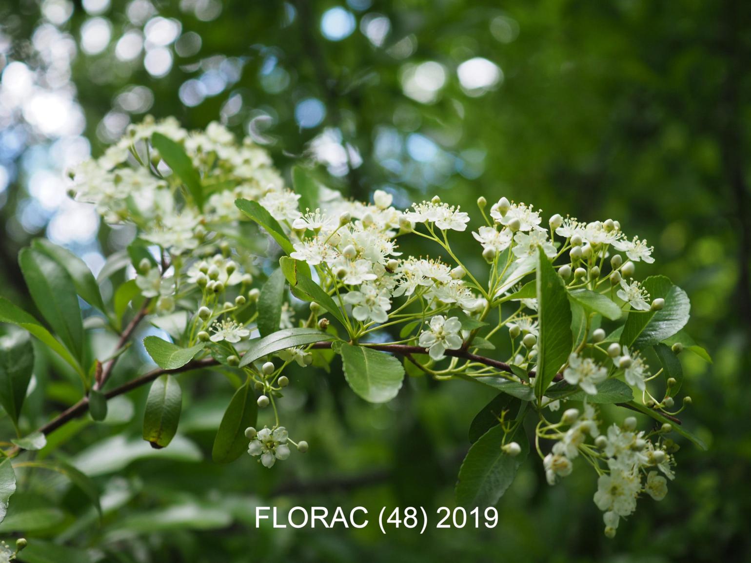 Pyracantha